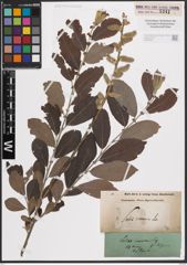 Foto von Salix cinerea L.